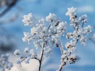 blossom in winter