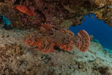 Fish swim in the Red Sea, colorful fish, Eilat Israel
