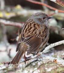 Dunnock