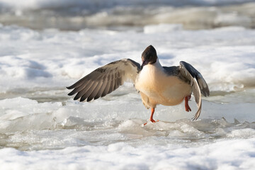 Fototapeta premium Common Merganser