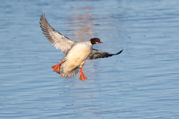 Common Merganser