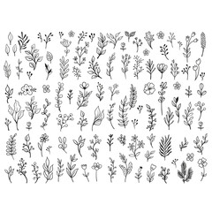 Vector branches and leaves. Hand drawn floral elements. Vintage botanical illustrations. Doodle nature ornaments.