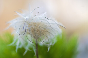 Clematis-Fruchtstand