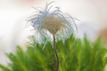 Clematis-Fruchtstand