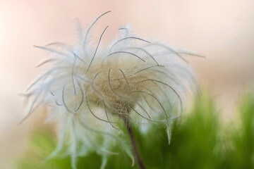 Clematis-Fruchtstand