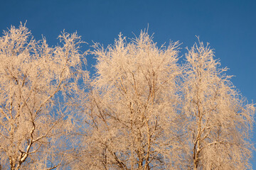Three beautiful birch trees against the blue sky. Birch branches are covered with frost. The winter sun illuminates the white tree and gives it a golden color