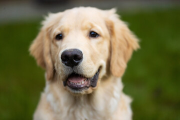 Cute golden retriever puppy dog with happy smile on his face in the back yard on green grass
