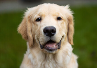 Cute golden retriever puppy dog with happy smile on his face in the back yard on green grass