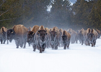 A herd of bison running on a road in Yellowstone National Park
