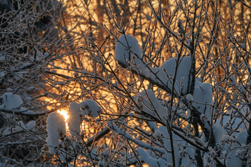 The winter sun shines through the snow-covered branches of a tree. The setting sun is low on the horizon. Snowdrifts lie on the branches of a tree