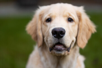 Cute golden retriever puppy dog with happy smile on his face in the back yard on green grass