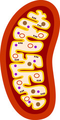 Structure of mitochondrion isolated on white background
