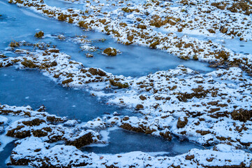 Frozen winter swamp on a snowy day