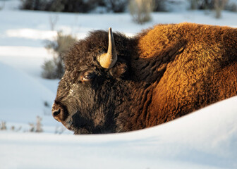 Bison lite by the late afternoon sun in Yellowstone National Park