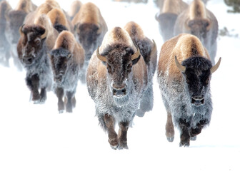Frost covered bison running in an early winters morning in Yellowstone National Park