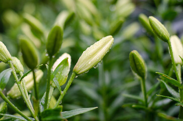 Obraz premium beautiful green flower with raindrops
