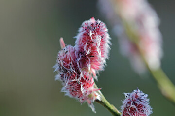 Macro from red catkin willow