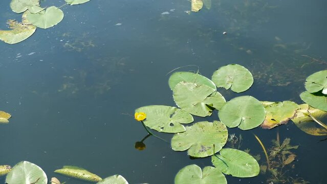 Blossoming Water-lily. Flowering Water lily yellow on river. Nuphar Luteum. Water lily blossoms in summer on lake.