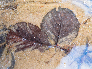 Crossed alder leaves frozen in glass ice of crystar water. Sandy ground