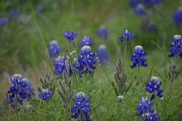 Bluebonnet