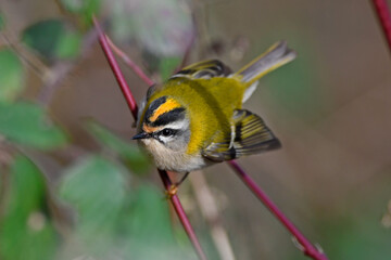 Sommergoldhähnchen // Firecrest (Regulus ignicapilla)