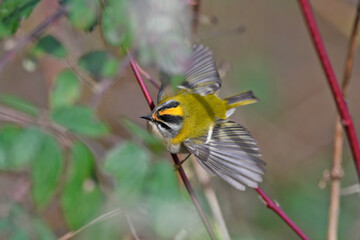 Sommergoldhähnchen // Firecrest (Regulus ignicapilla)