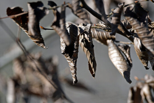 abgestorbenes Laub der Rotbuche (Fagus sylvatica)