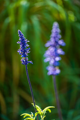 Pink flower of salvia nemorosa in spring garden.
