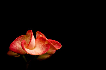 Euphorbia milii flower or crown of christ on black background