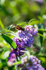 Buddleja davidii with butterfly in garden