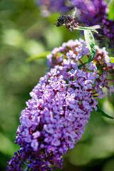 Buddleja davidii with butterfly in garden