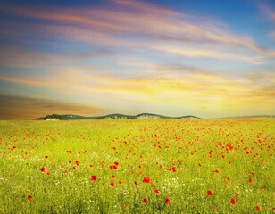 Green meadow on the sunset.