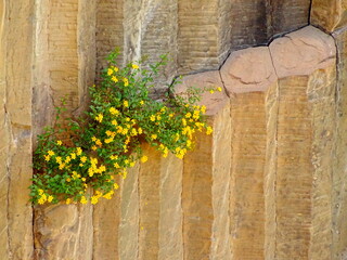 flower growing out of stone, basaltic prisms of santa maría regla, Huasca de Ocampo, Hidalgo,...