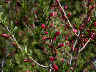 weigel in the spring