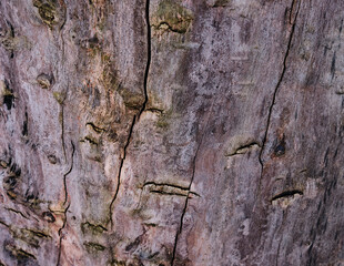Texture Wood bark. Close Up. Macro photography. Background or backdrop.