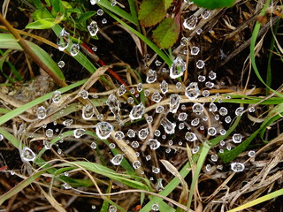 drop of water in spider net
