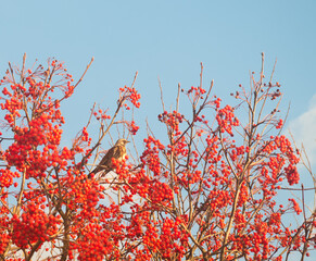 A blackbird is sitting on a tree