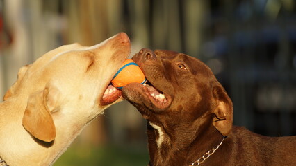 Pitbulls amigos compartiendo pelota en el parque