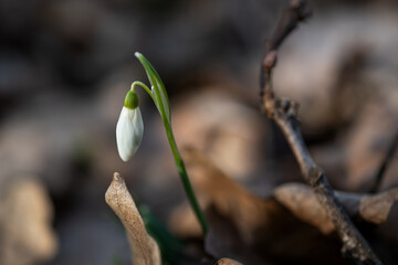 snowdrops in the early spring forest