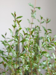 Green background of fresh green herb lemon balm or mint. Healthy food and lifestyle.