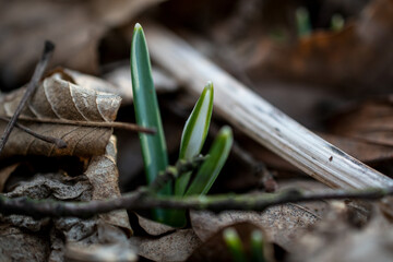snowdrops in the early spring forest