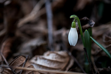 snowdrops in the early spring forest