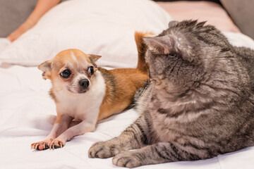 Purebred little chihuahua and tabby cat Scottish Strait lie on white bed linen and look at each other.