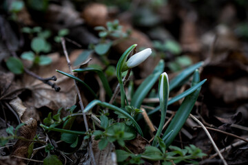 snowdrops in the early spring forest