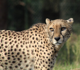 portrait of a cheetah