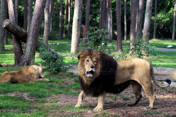 lion and lioness