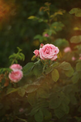 pink rose in the garden