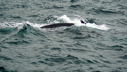 Humpback whale in Machalilla National Park, off the coast of Puerto Lopez, Ecuador