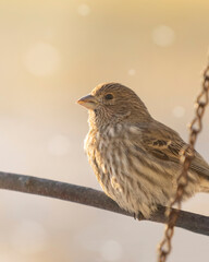House Finch Sits On branch