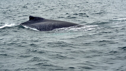 Humpback whale in Machalilla National Park, off the coast of Puerto Lopez, Ecuador